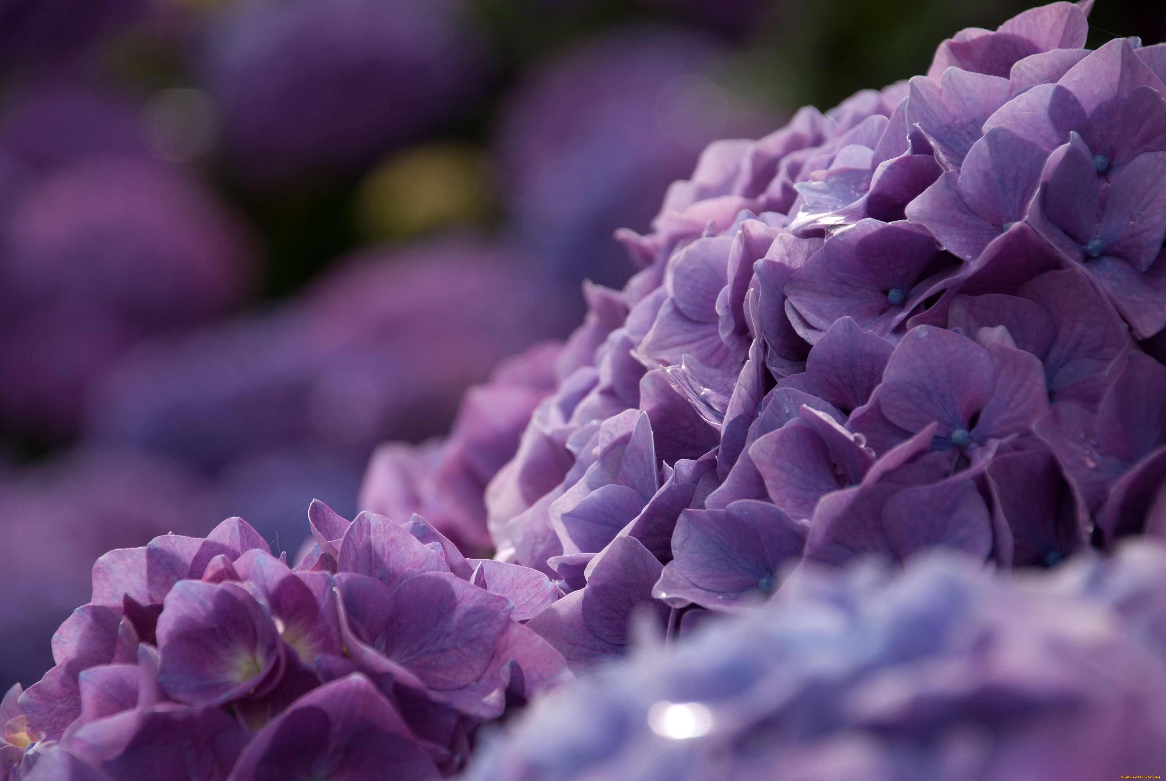 Серо фиолетовый цветы